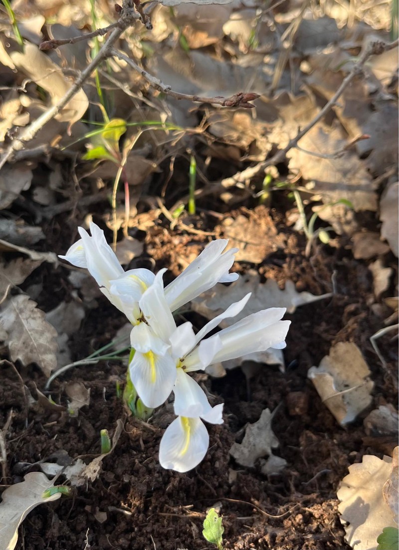Iris sophenensis