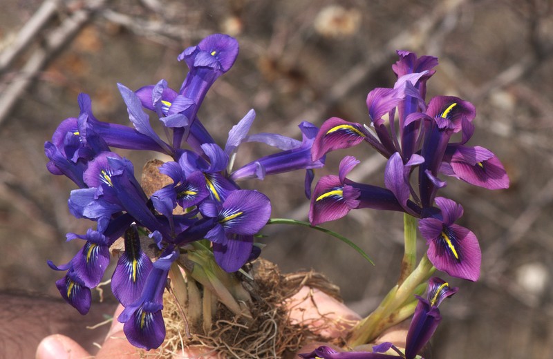 Iris sophenensis photo 2