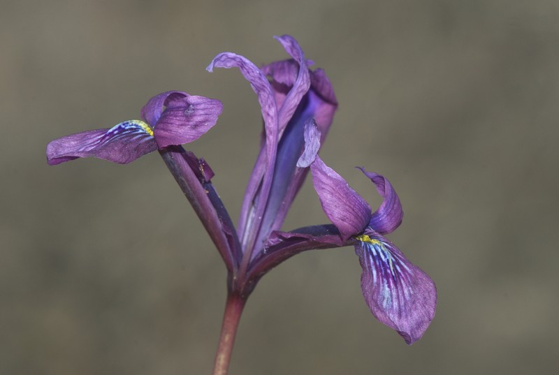 Iris sophenensis photo 3