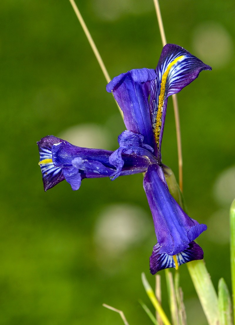 Iris sophenensis photo 4
