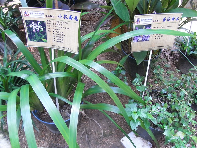 Iris speculatrix