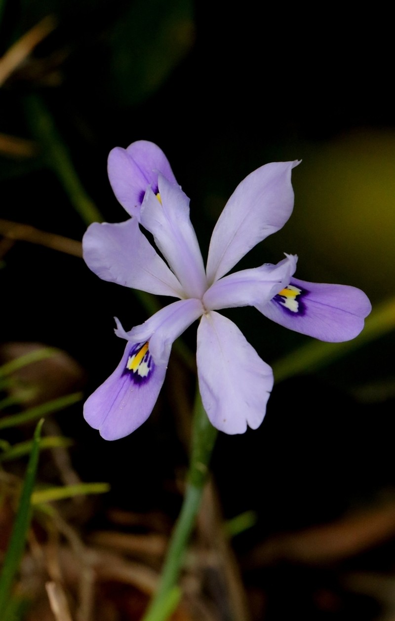 Iris speculatrix photo 2