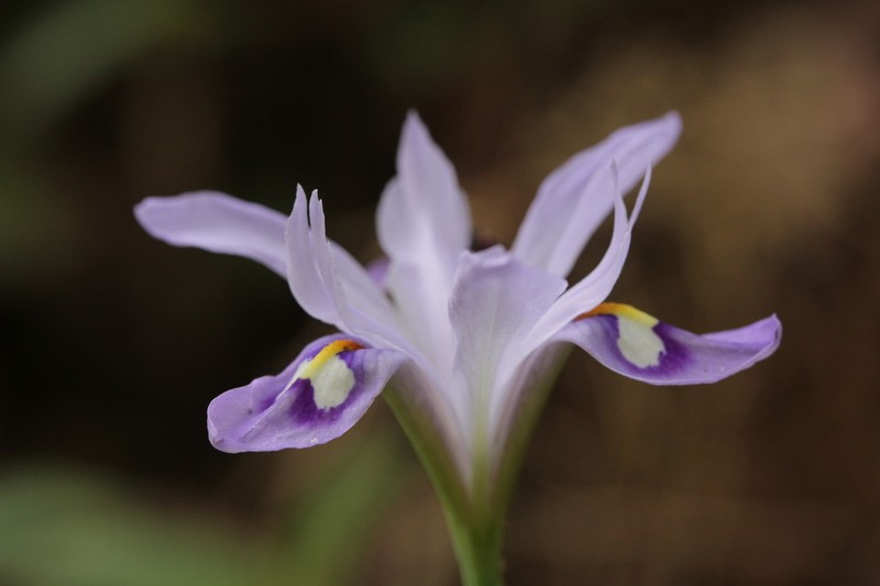 Iris speculatrix photo 3