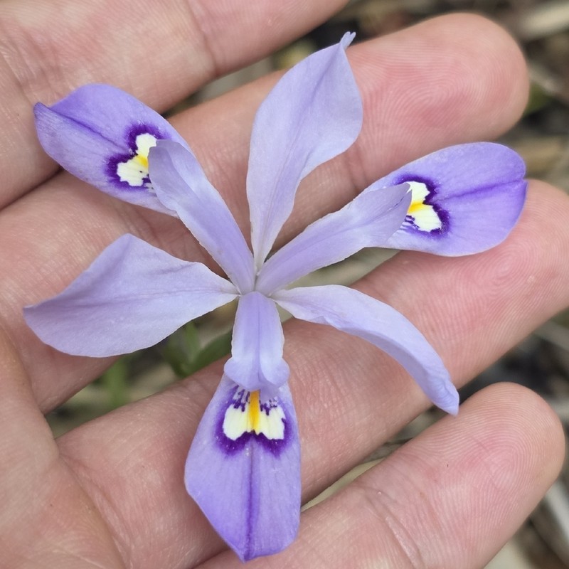 Iris speculatrix photo 4