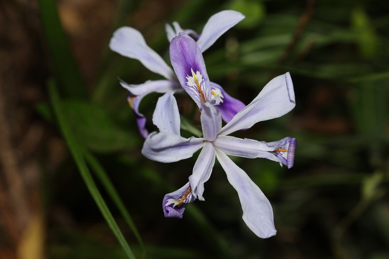 Iris speculatrix photo 5
