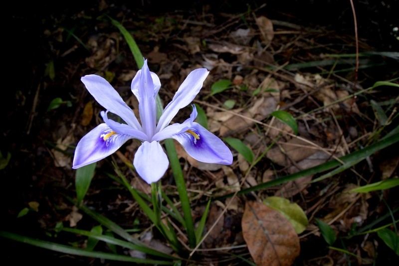 Iris speculatrix photo 6