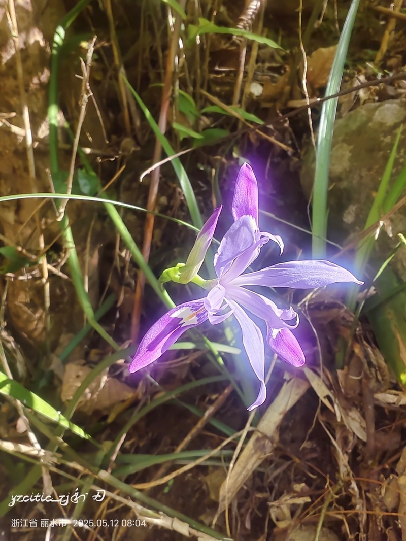 Iris speculatrix photo 7