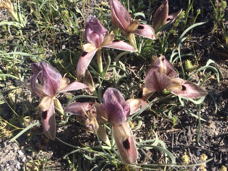 Iris sprengeri