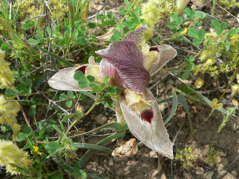 Iris sprengeri photo 3