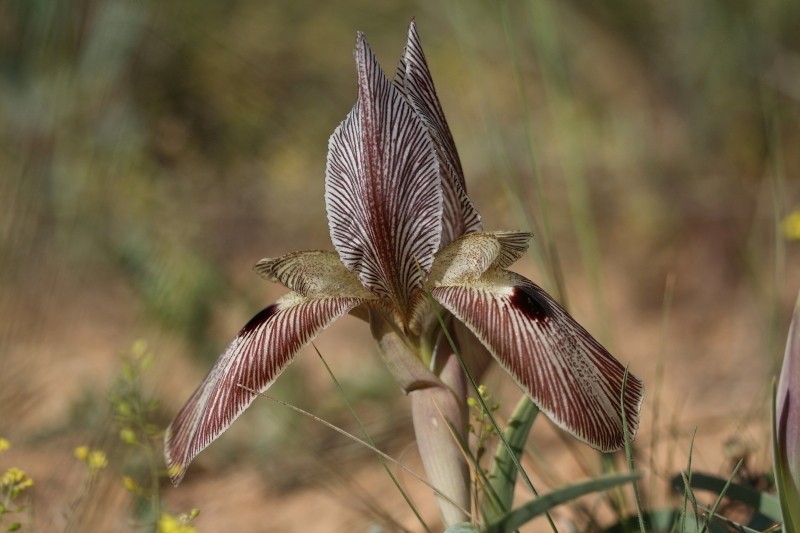 Iris sprengeri photo 4
