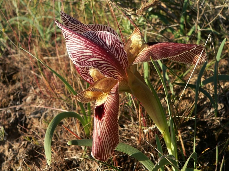 Iris sprengeri photo 5