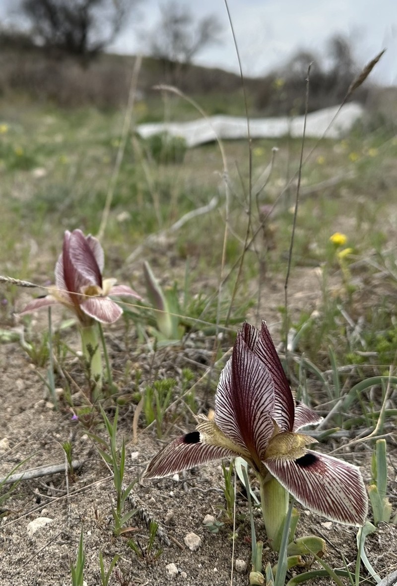 Iris sprengeri photo 6