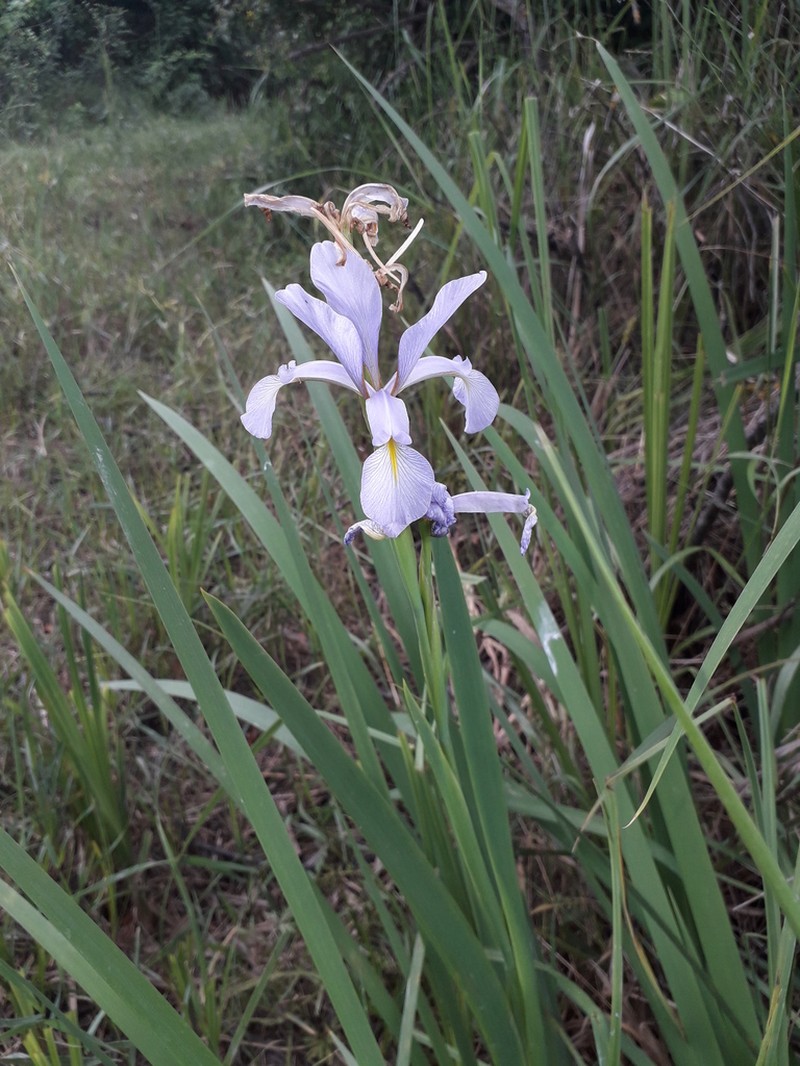 Seashore Iris photo 4