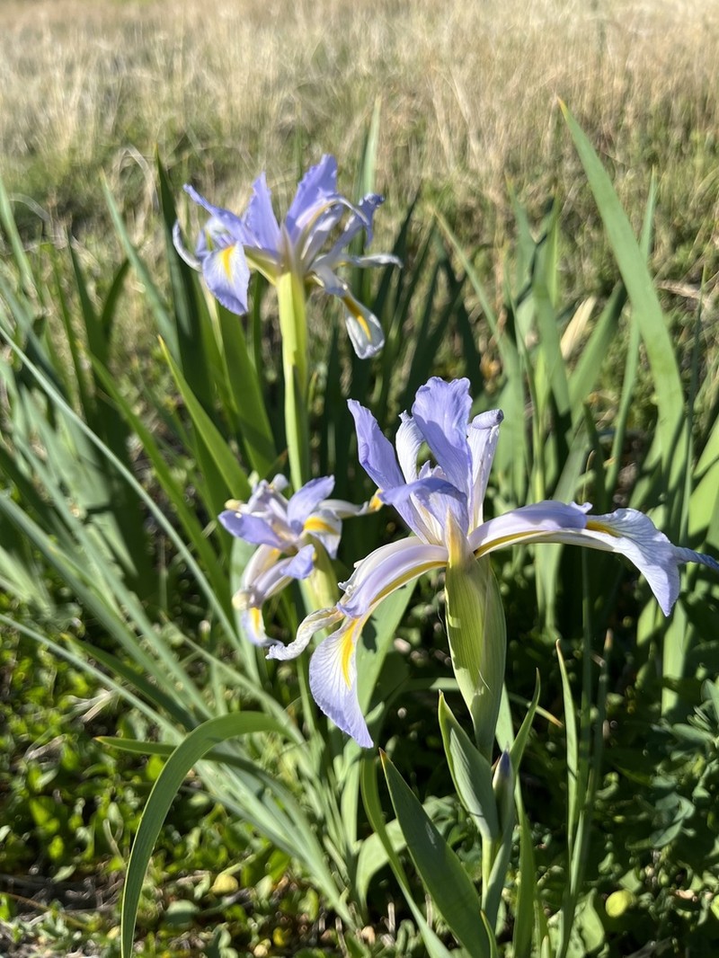 Seashore Iris photo 5