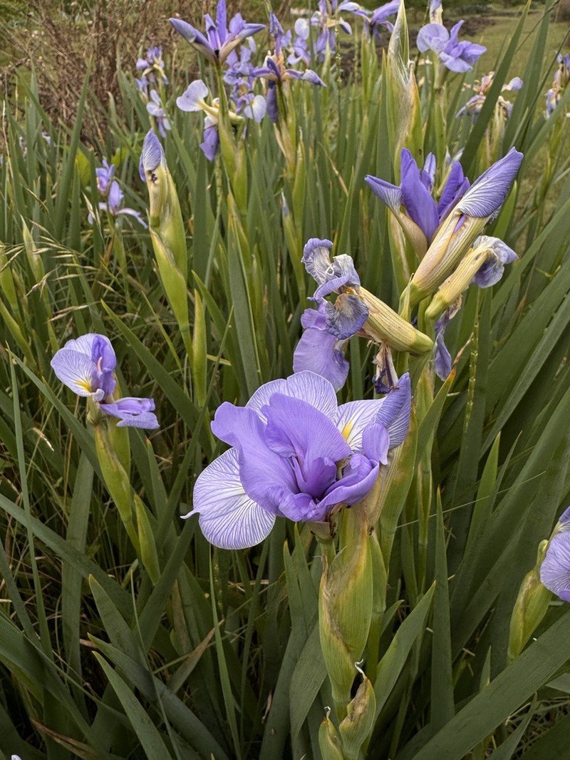 Seashore Iris photo 6