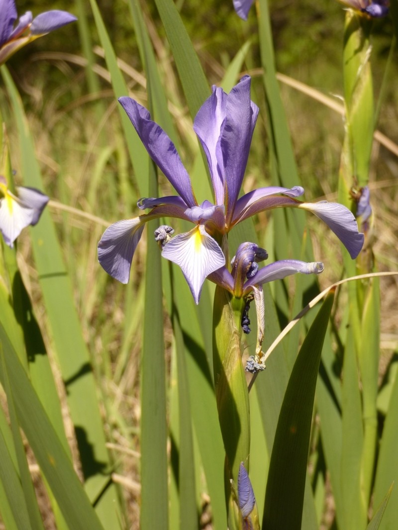 Seashore Iris photo 7