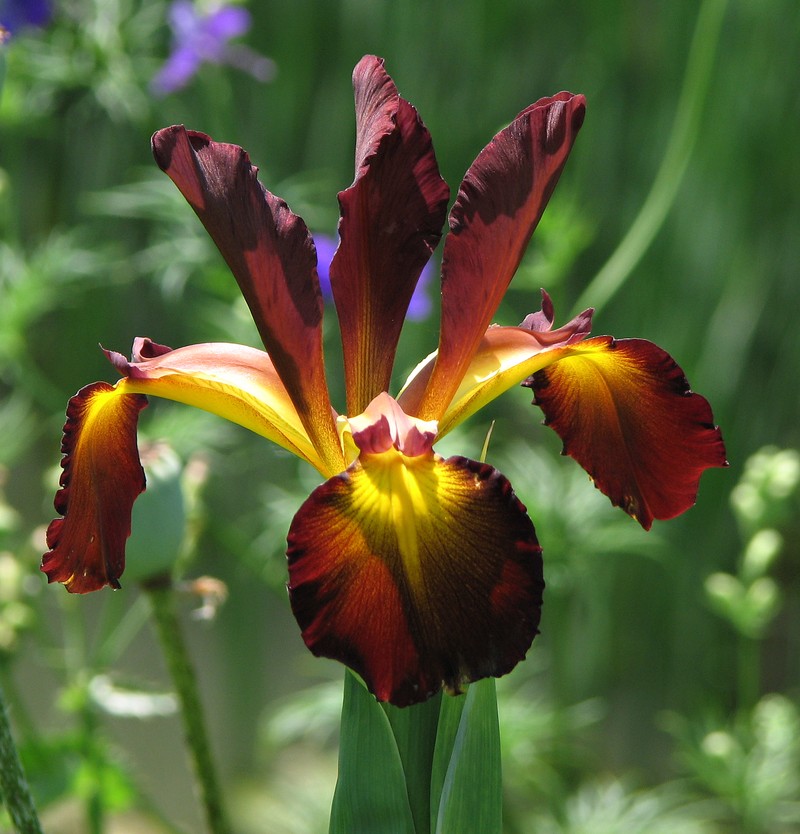 Seashore Iris photo 4