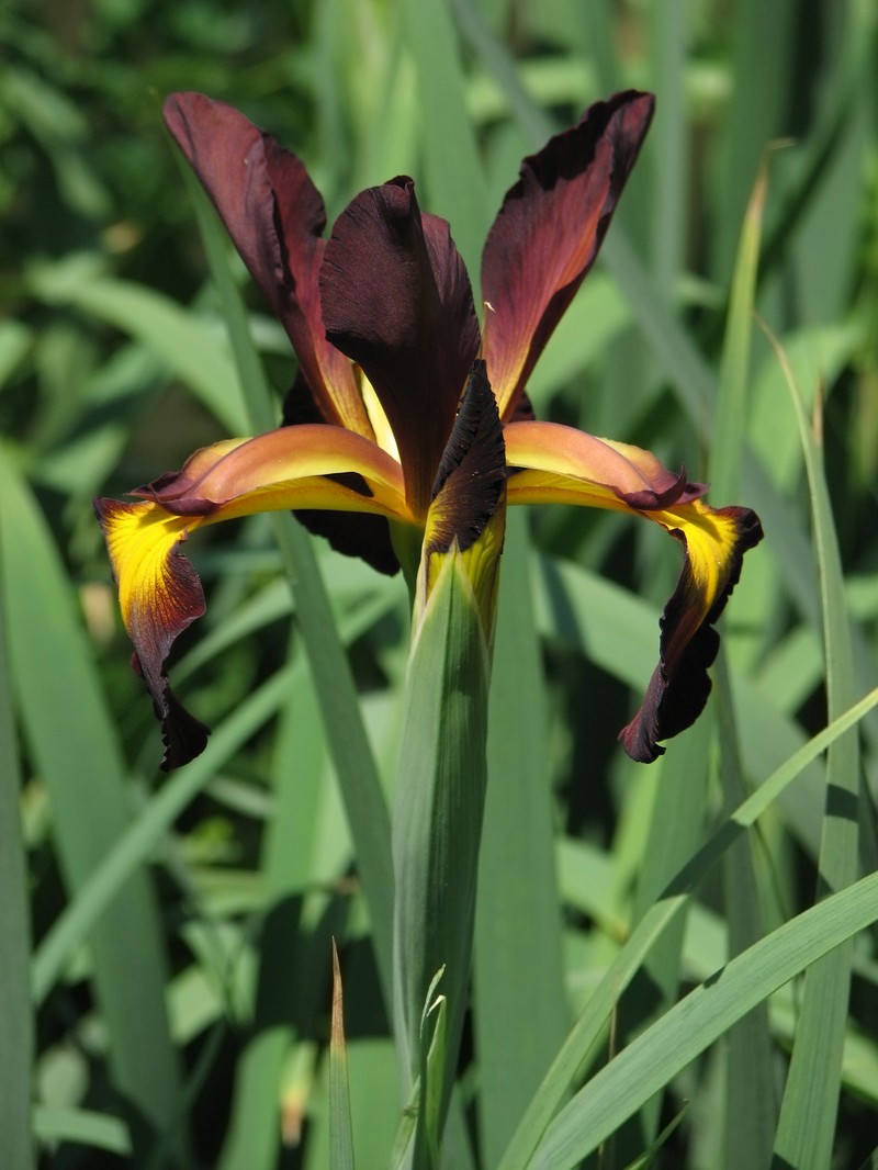 Seashore Iris photo 5