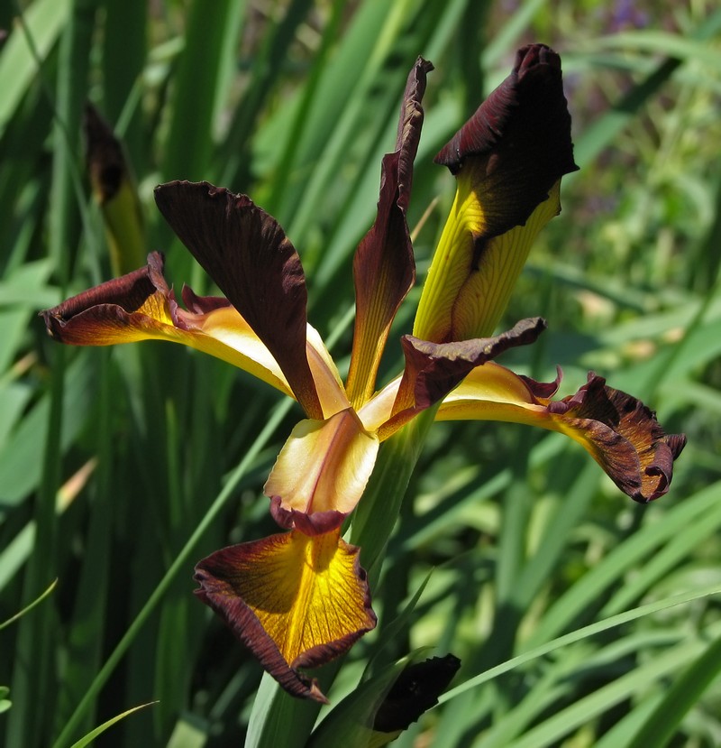 Seashore Iris photo 6