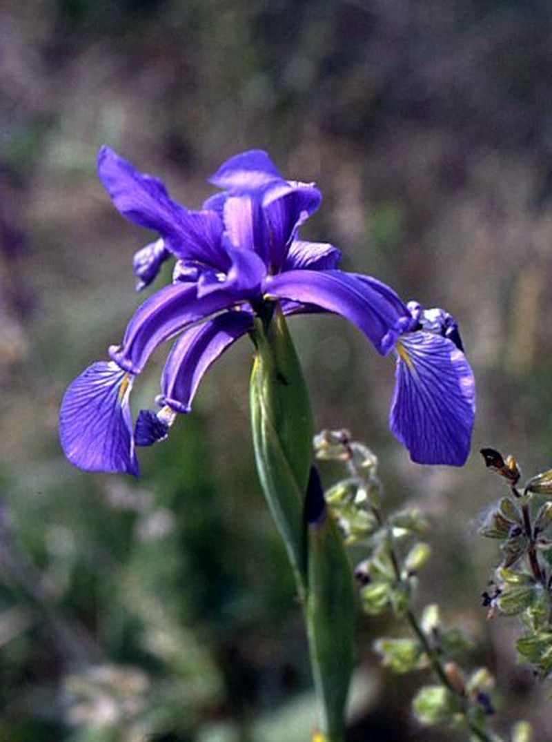 Seashore Iris