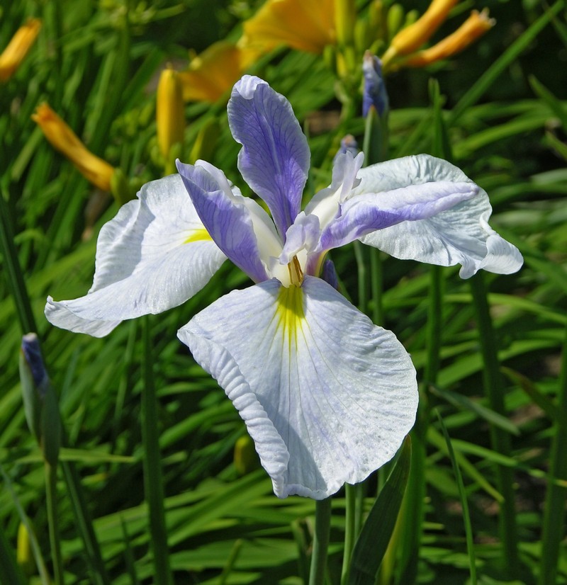 Seashore Iris photo 2