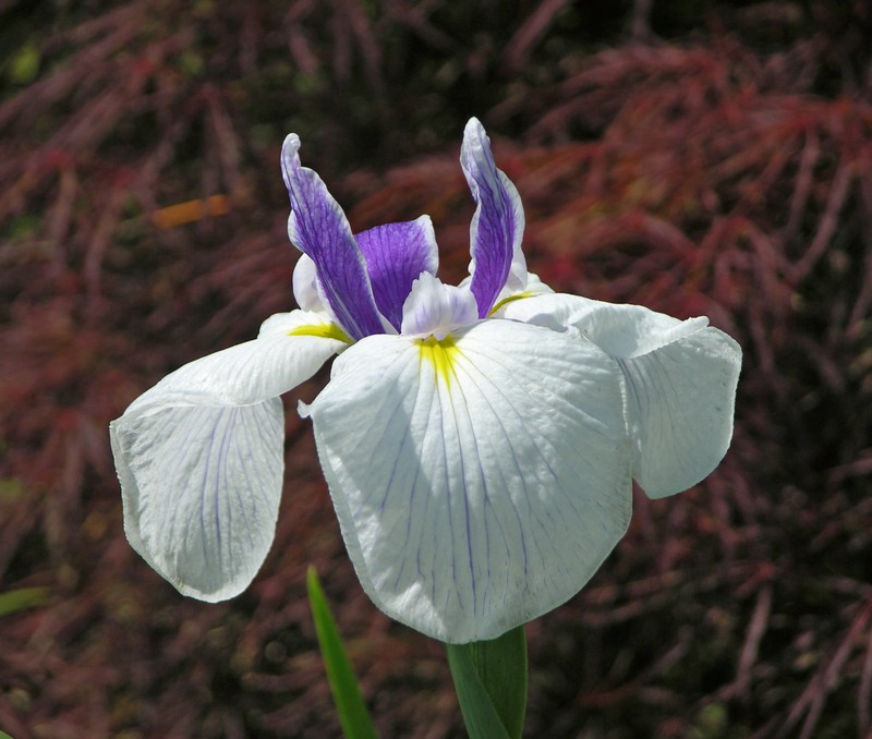 Seashore Iris photo 3
