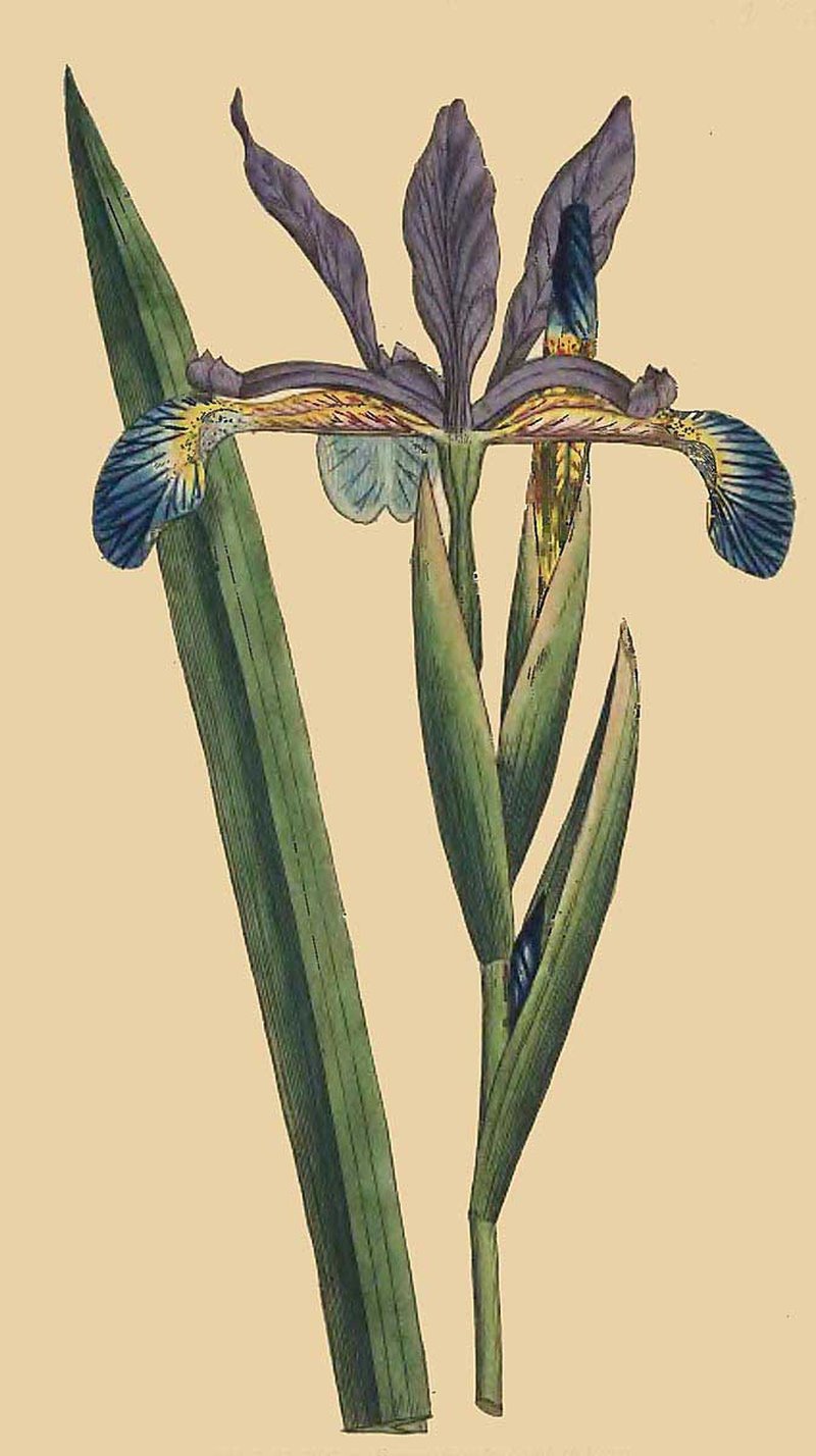 Seashore Iris photo 2