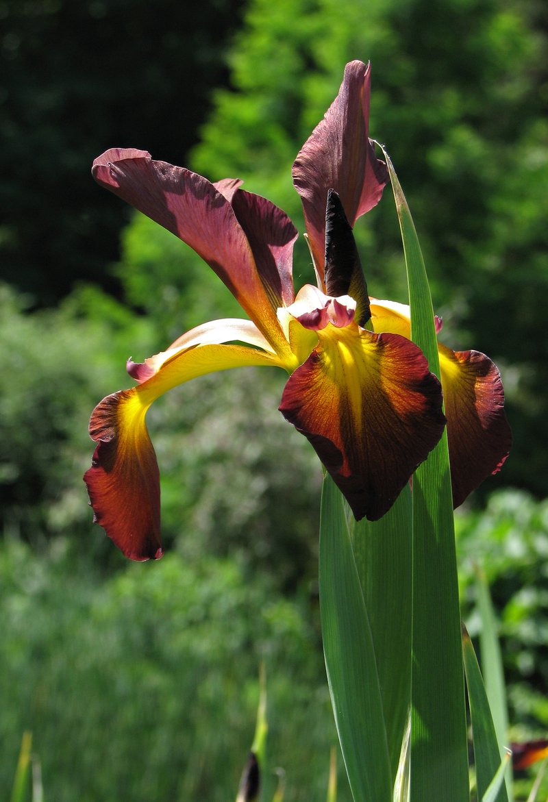 Seashore Iris photo 9