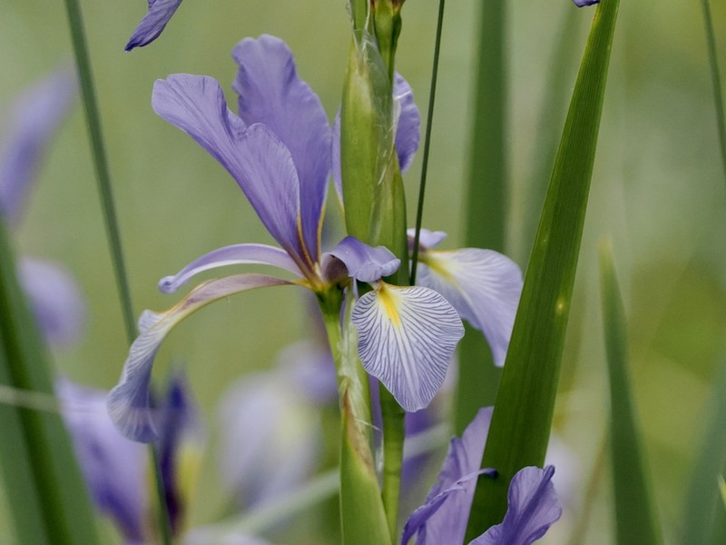 Iris spuria subsp. carthaliniae