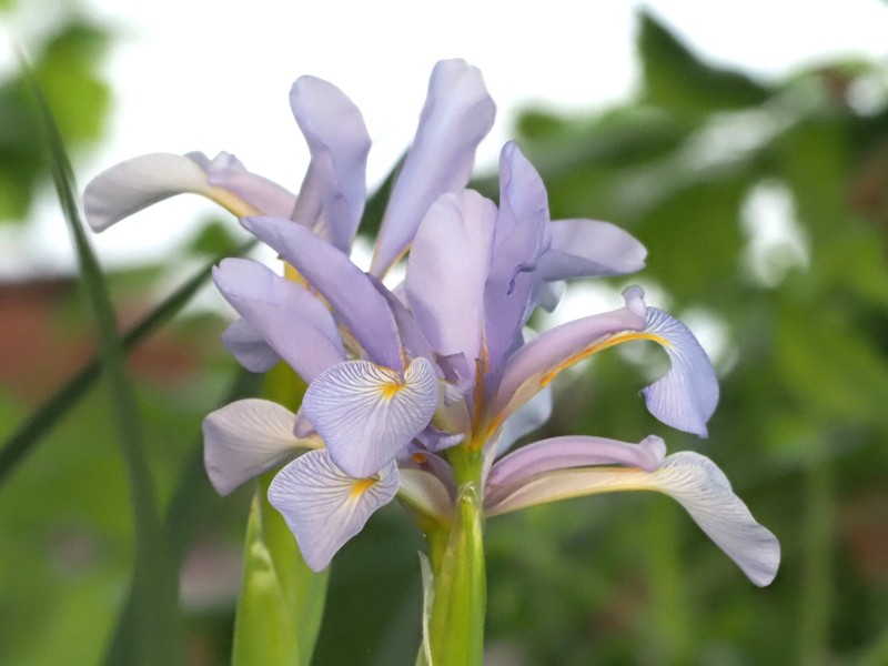 Iris spuria subsp. carthaliniae photo 2