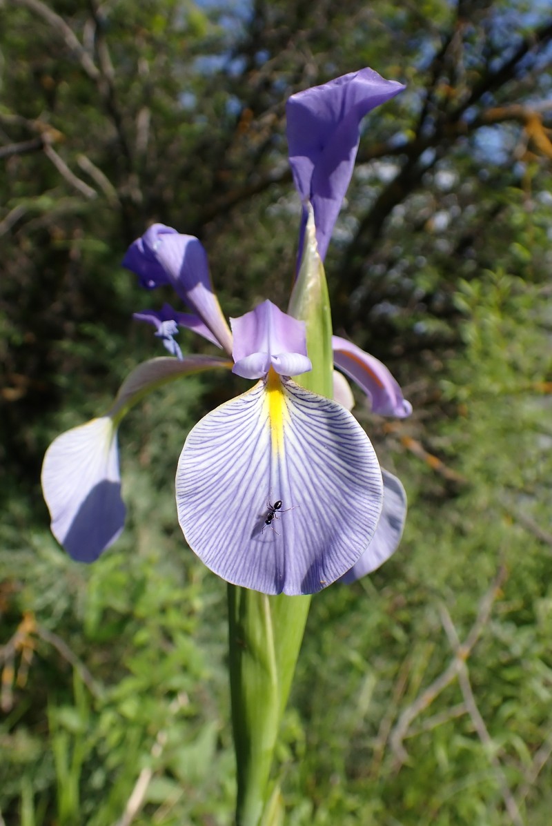 Iris spuria subsp. carthaliniae photo 3