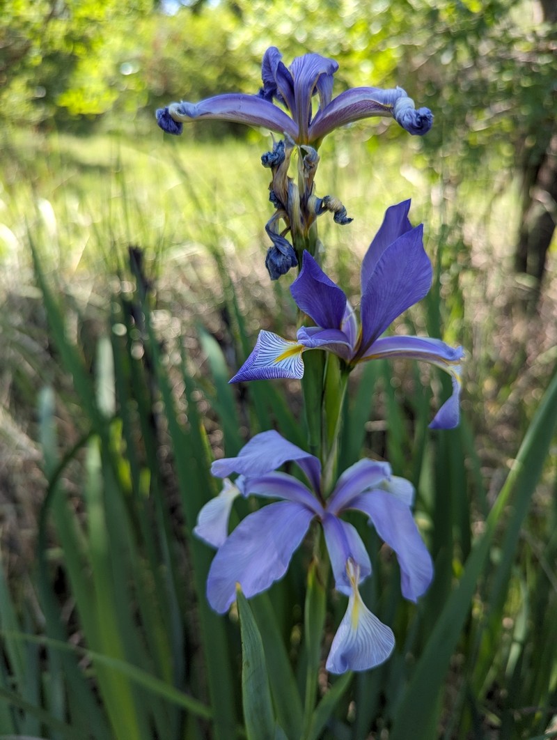 Iris spuria subsp. carthaliniae photo 4