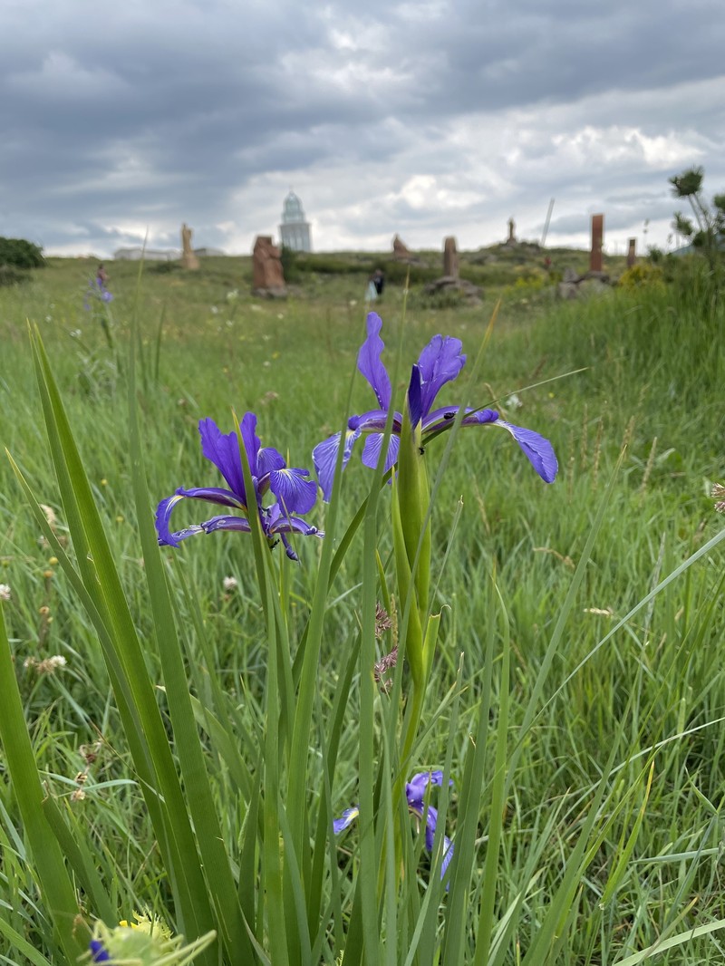 Iris spuria subsp. demetrii