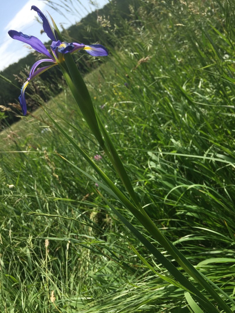 Iris spuria subsp. demetrii photo 2