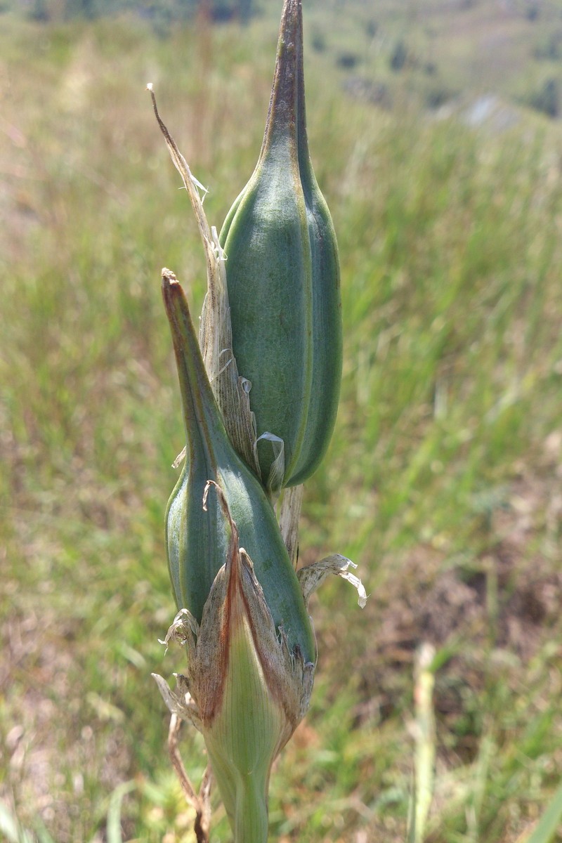 Iris spuria subsp. demetrii photo 3