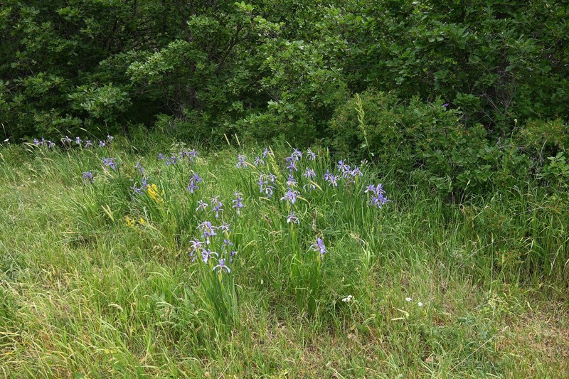 Iris spuria subsp. musulmanica
