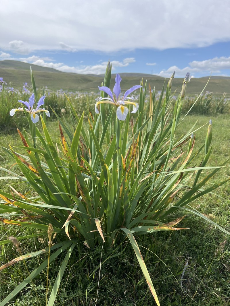 Iris spuria subsp. musulmanica photo 2