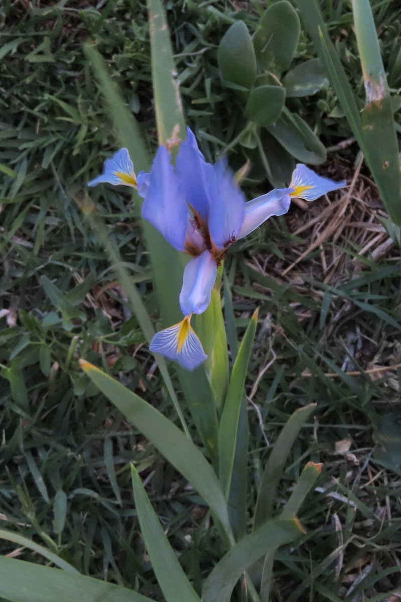 Iris spuria subsp. musulmanica photo 3