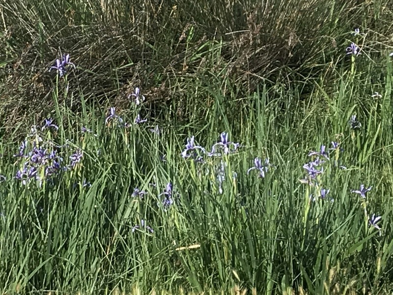 Iris spuria subsp. musulmanica photo 4