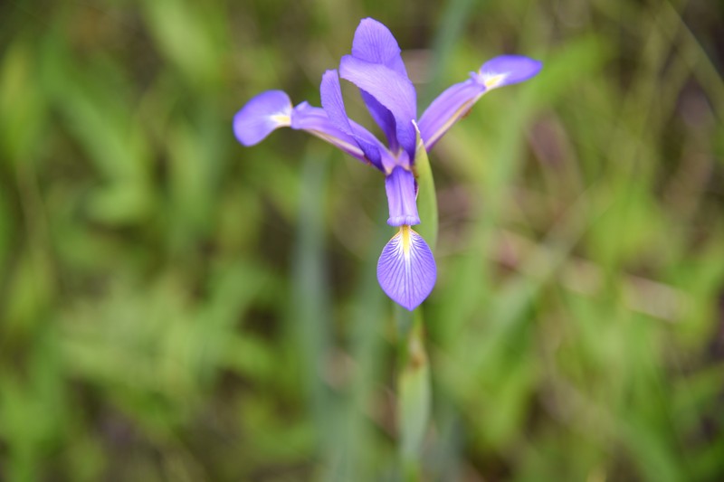 Iris spuria subsp. spuria