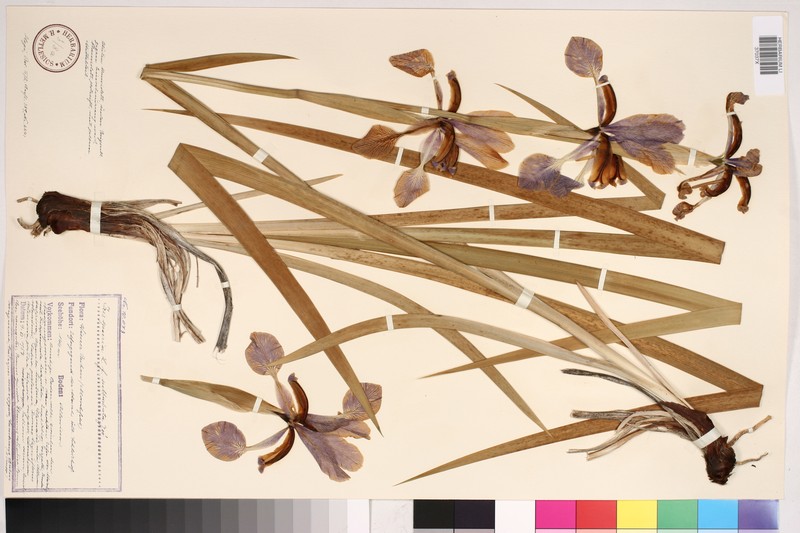 Iris spuria subsp. spuria photo 2