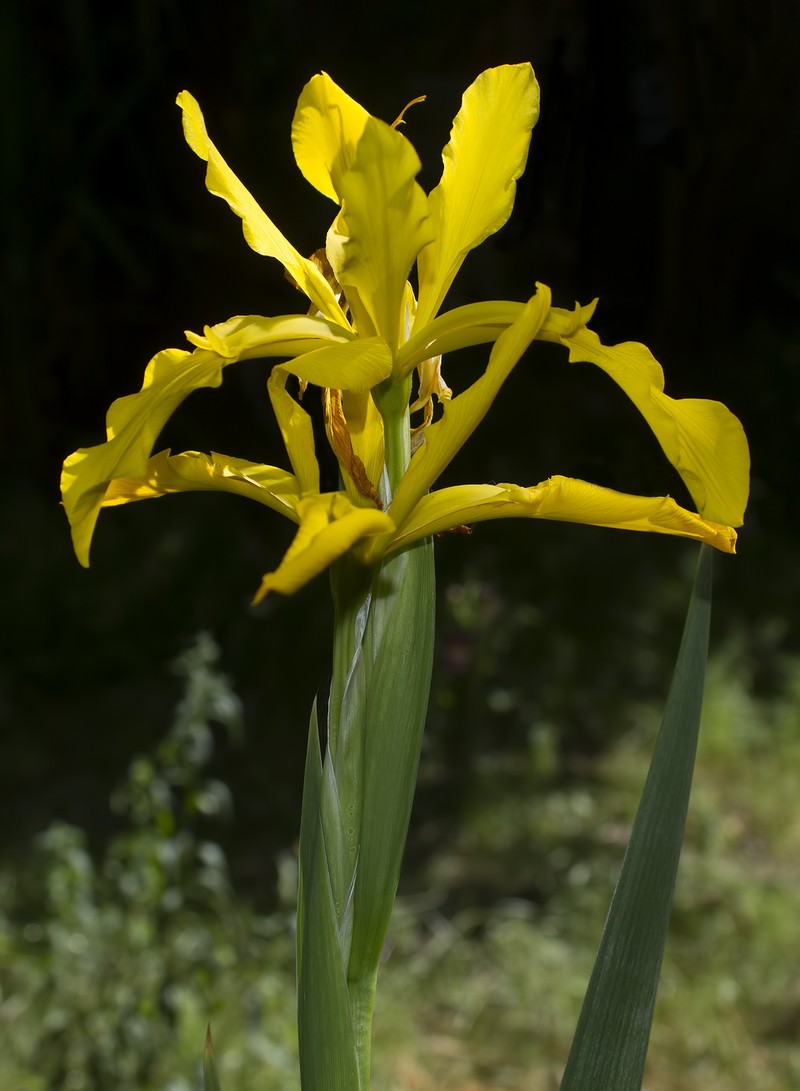 Iris spuria subsp. xanthospuria