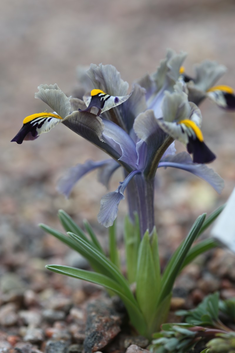 Iris stenophylla