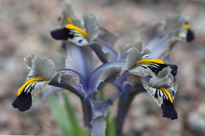 Iris stenophylla photo 2