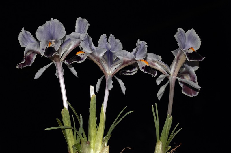 Iris stenophylla photo 3