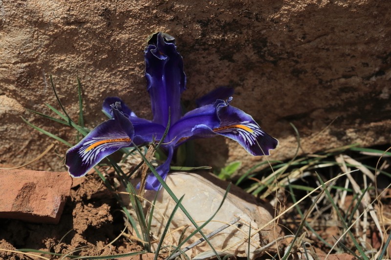 Iris stenophylla photo 4