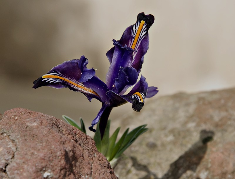 Iris stenophylla photo 5