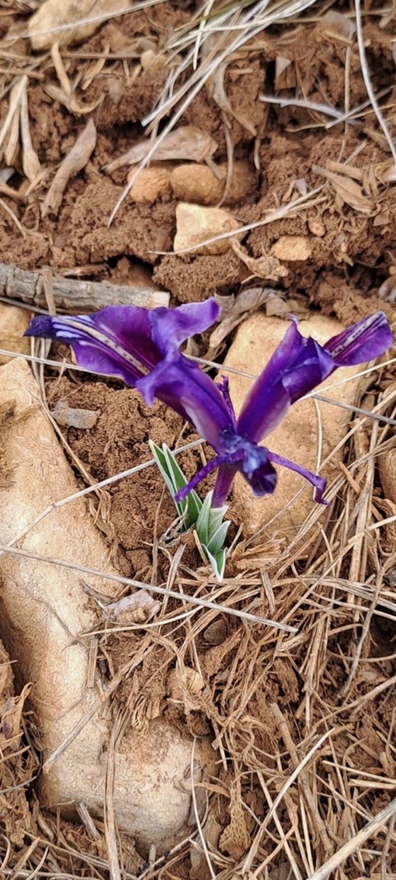 Iris stenophylla photo 6
