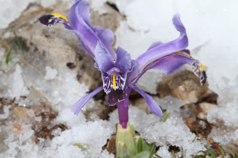 Iris stenophylla photo 7