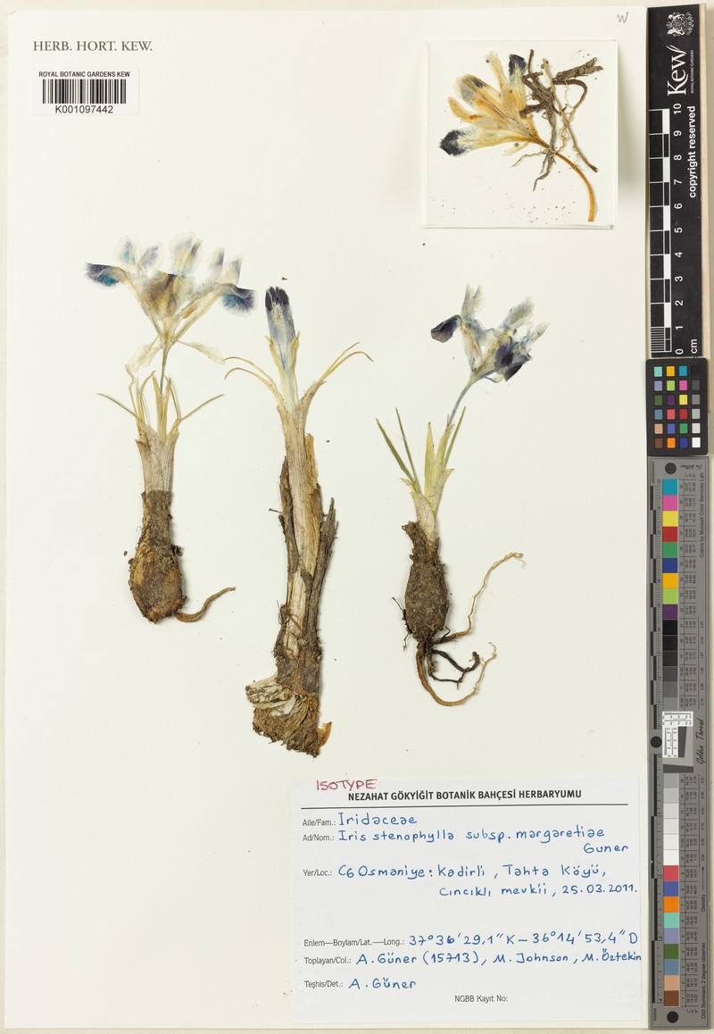 Iris stenophylla subsp. margaretiae